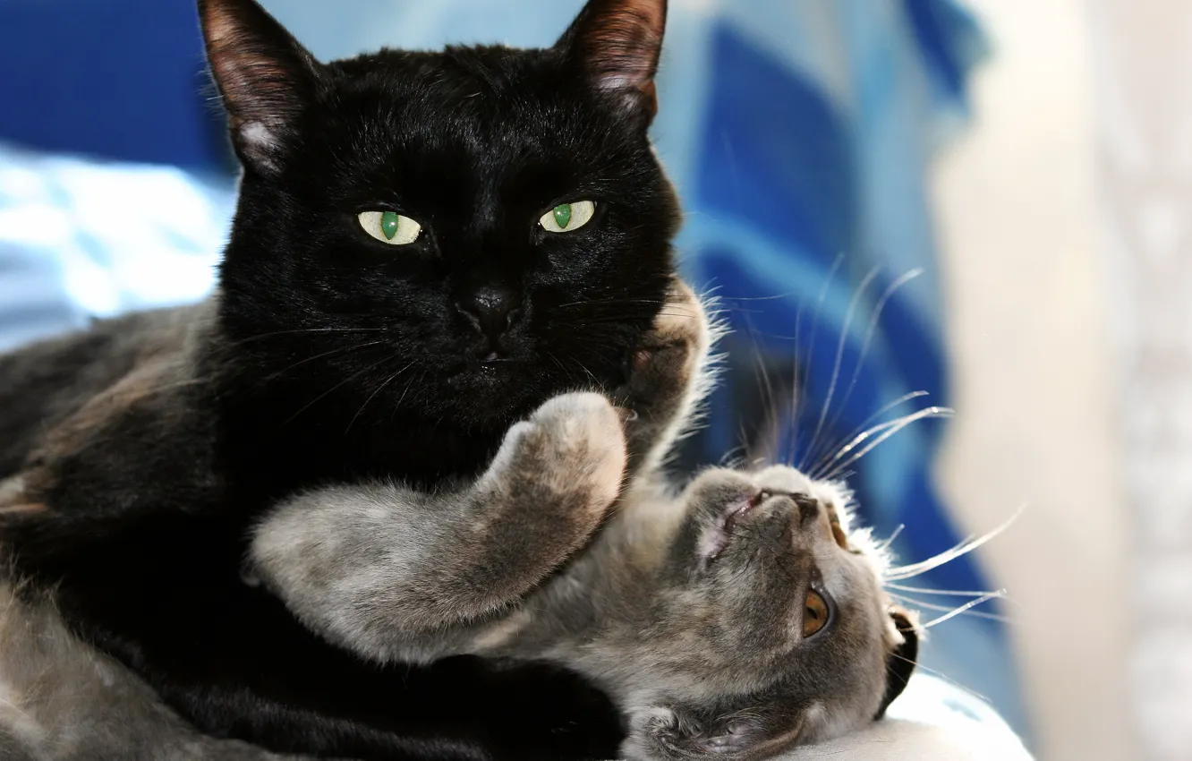 Wallpaper cat  love  game kitty hugs love  black  cat  