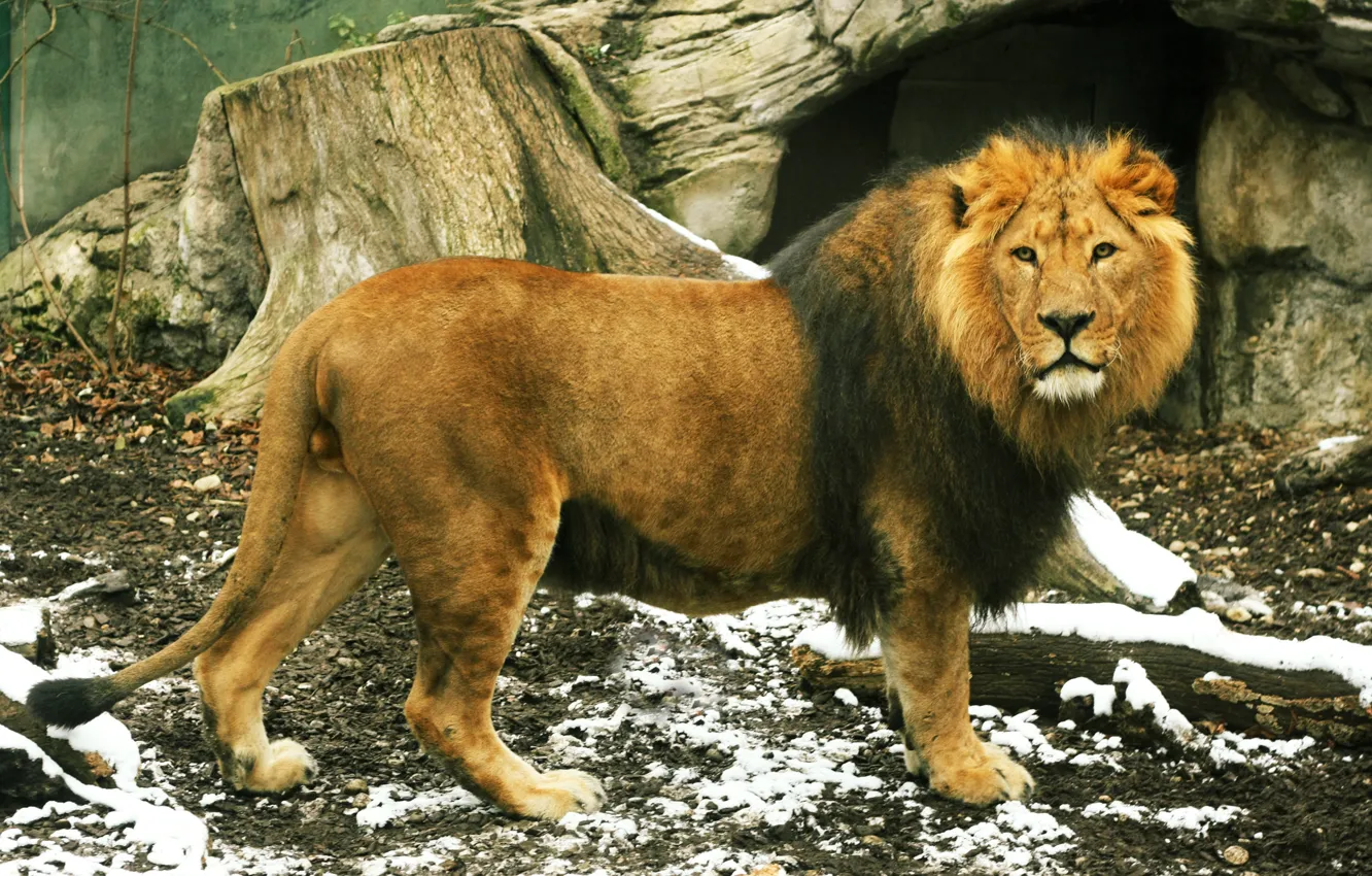 Wallpaper LOOK, LEO, TAIL, MANE, ANIMALS, KING images for desktop, section  кошки - download