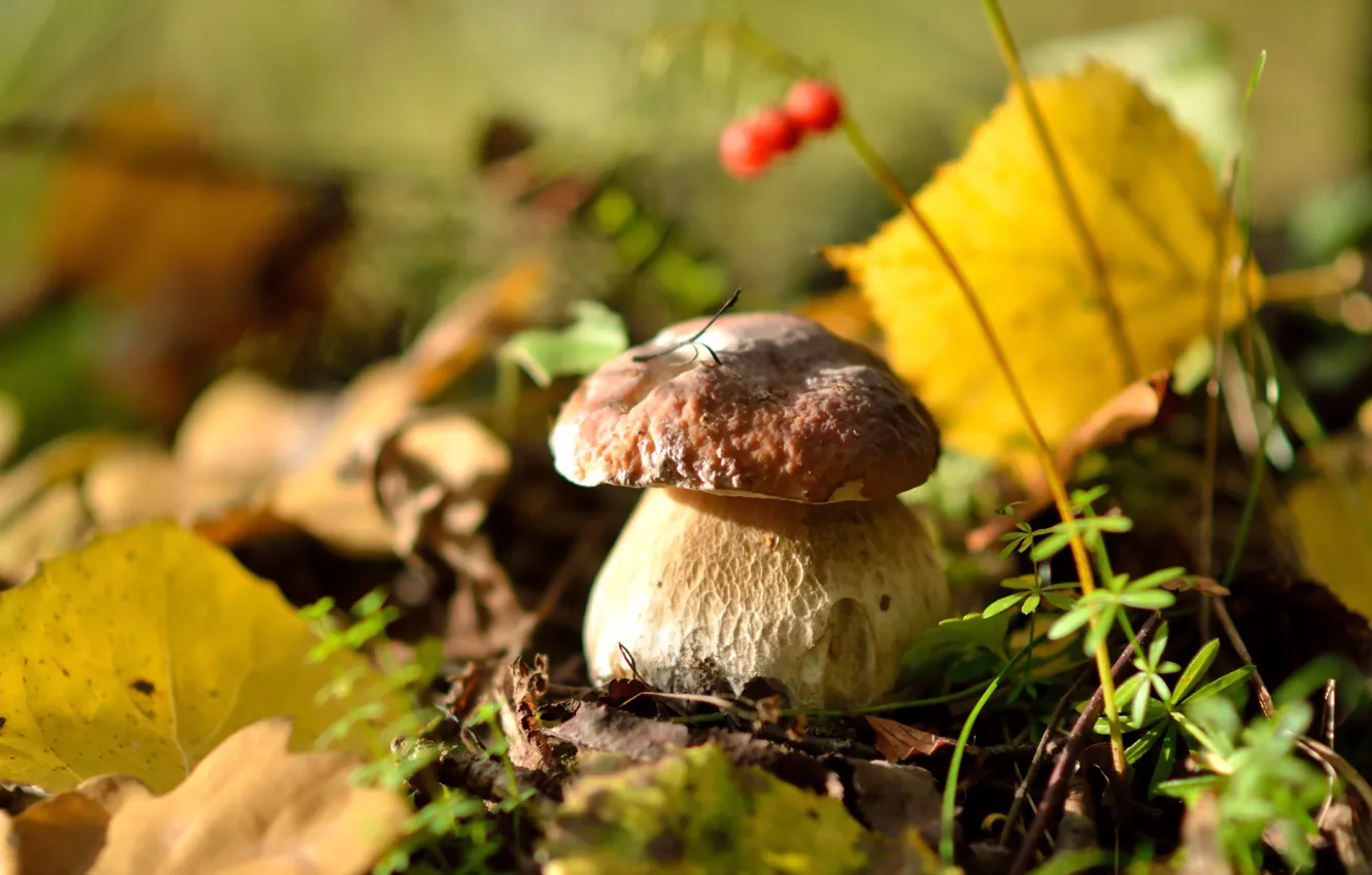Photo wallpaper autumn, forest, leaves, nature, mushrooms, white mushroom, delicious