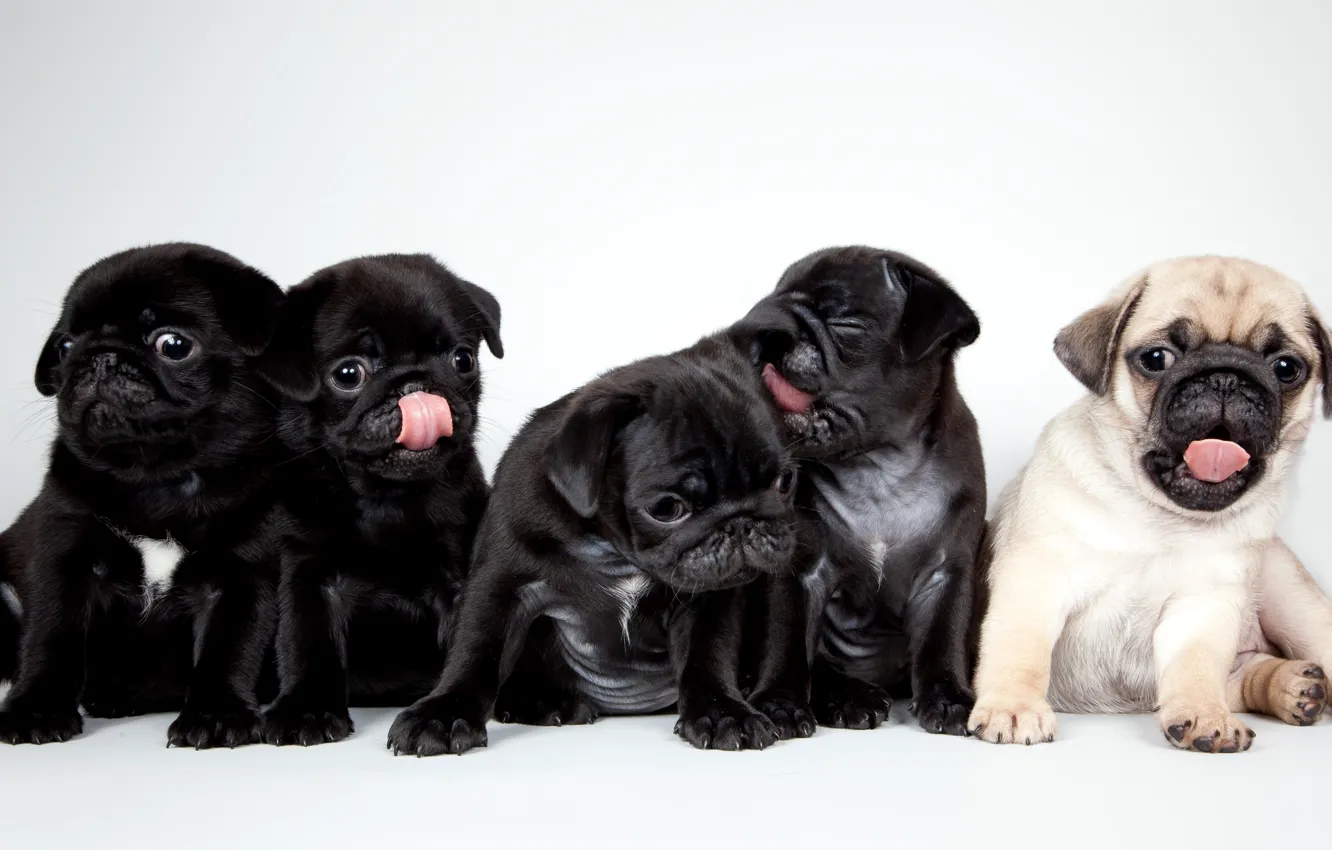 Wallpaper puppies, cute, pugs images for desktop, section собаки - download