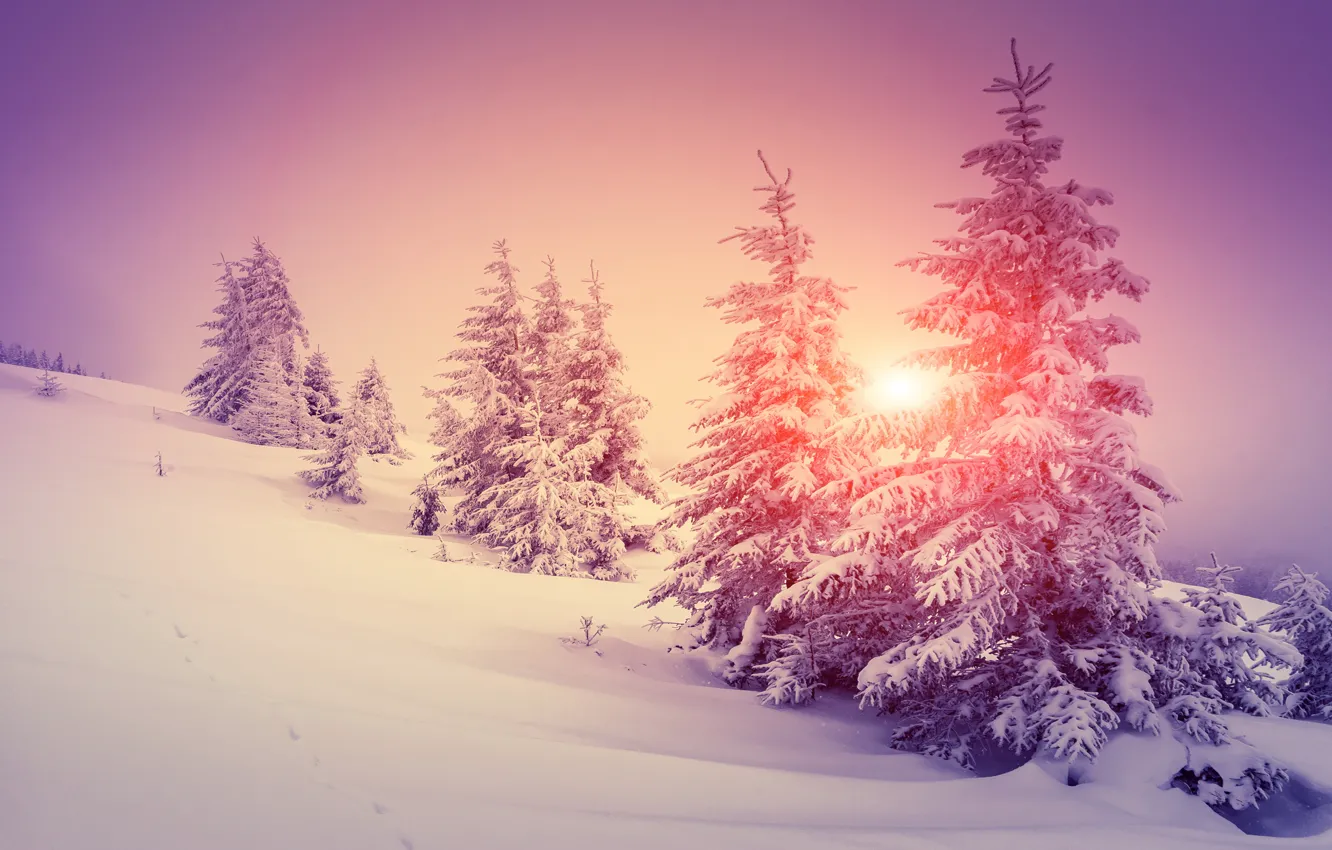 Wallpaper winter, forest, snow, snowflakes, tree, nature, winter, snow  images for desktop, section природа - download