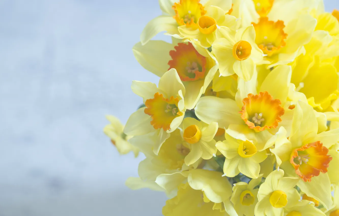 Wallpaper background, bouquet, daffodils images for desktop, section ...