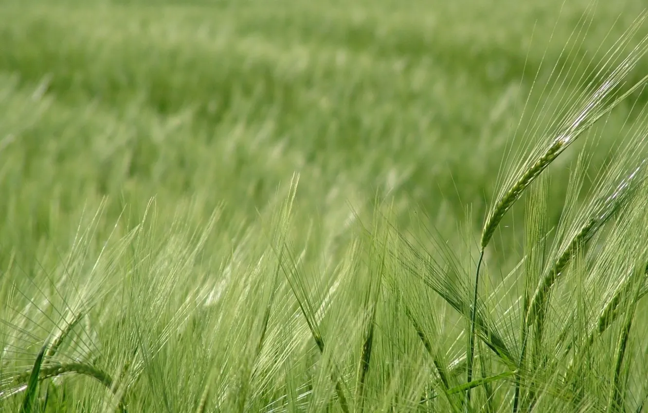 Photo wallpaper wheat, greens, field