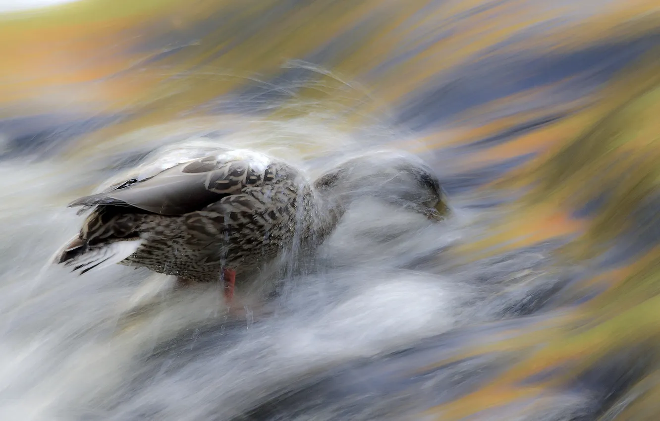Photo wallpaper water, bird, stream