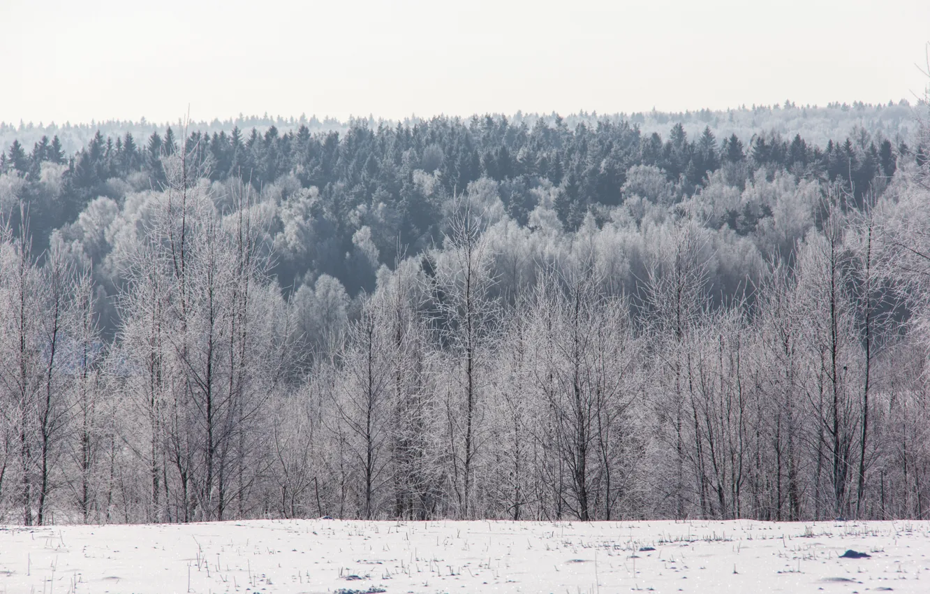 Photo wallpaper winter, frost, forest, snow, trees, horizon, frost, Sunny, cold