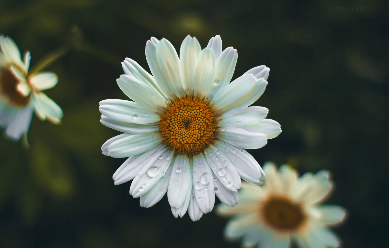 Photo wallpaper flower, summer, drops, flowers, rain, Daisy, dobraatebe