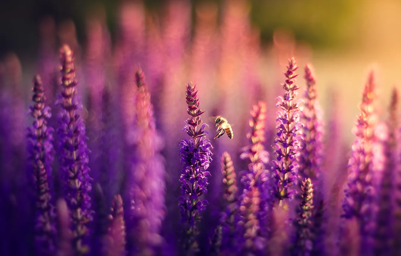 Wallpaper field, flowers, nature, bee, lilac, bokeh, Lavender images for  desktop, section цветы - download