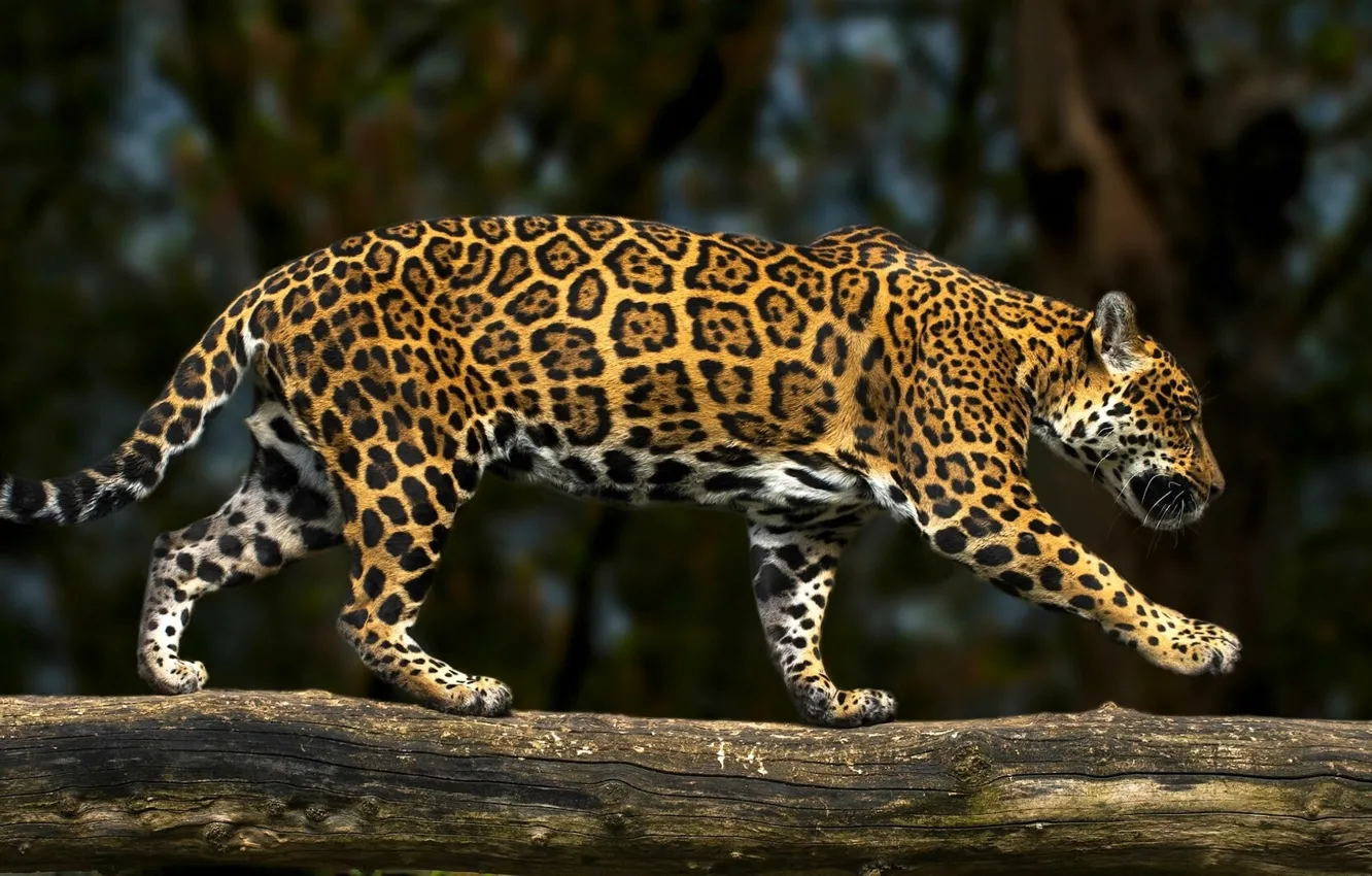 Wallpaper Predator Jaguar Log Wild Cat Images For Desktop Section