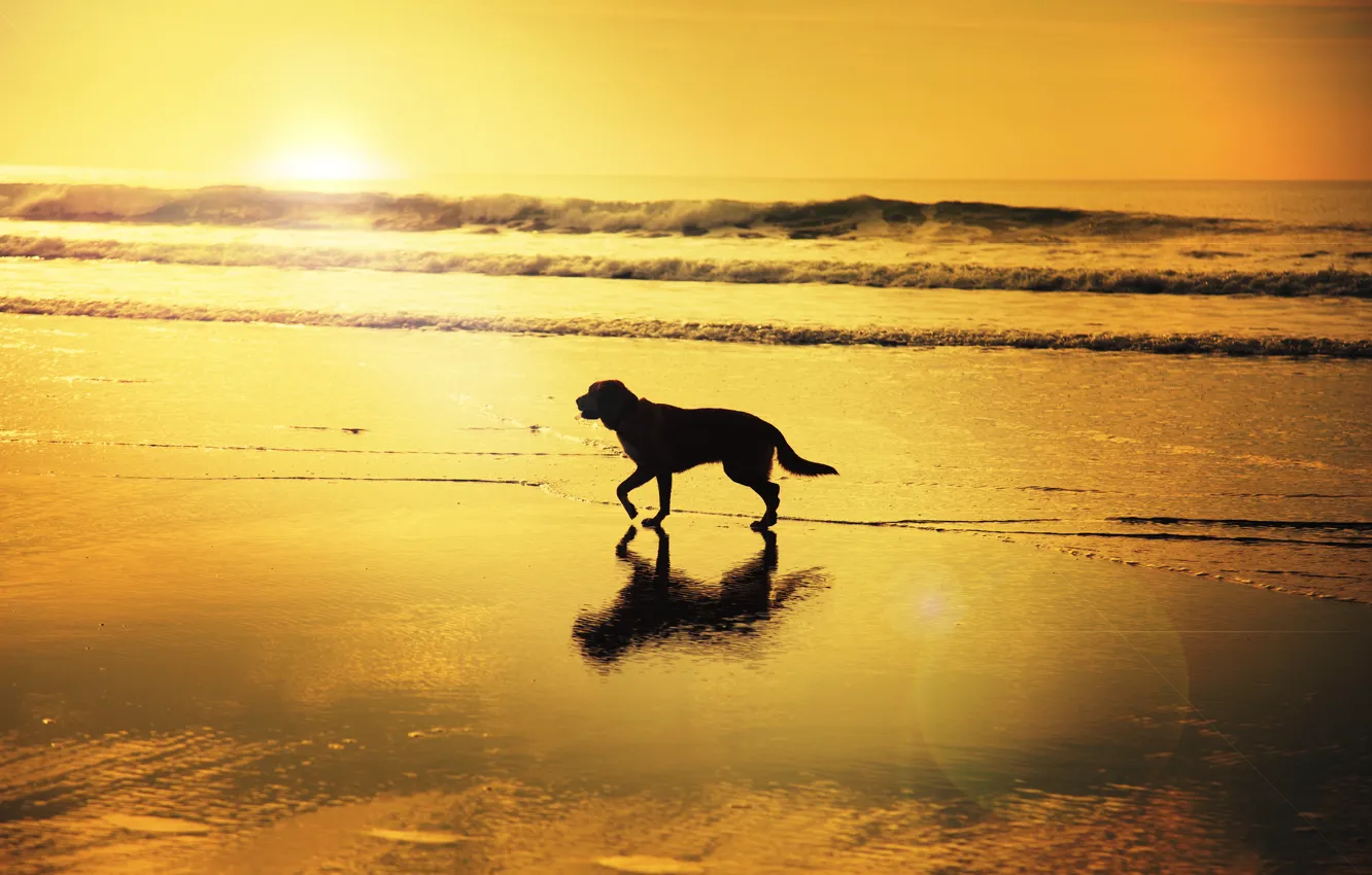 Photo wallpaper wave, beach, reflection, sunrise, shadow, dog, mirror, solar