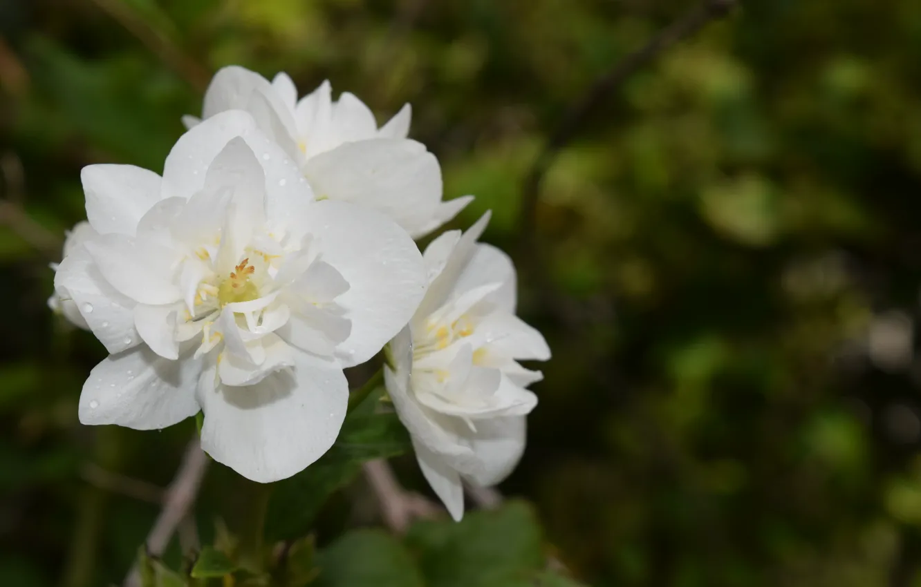 Wallpaper white, flower, beautiful, Jasmine images for desktop, section  цветы - download