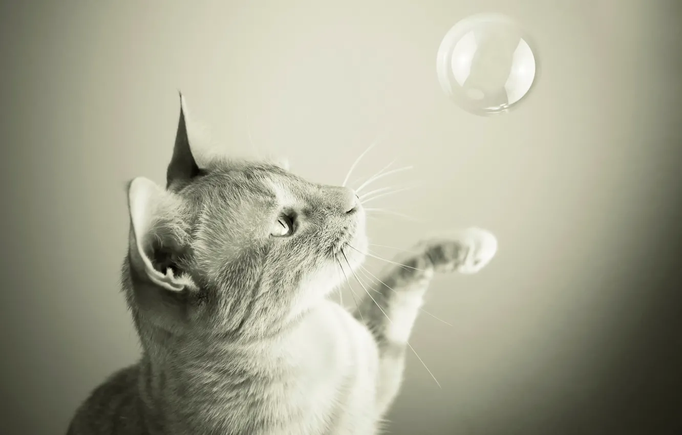 Photo wallpaper cat, the game, bubble