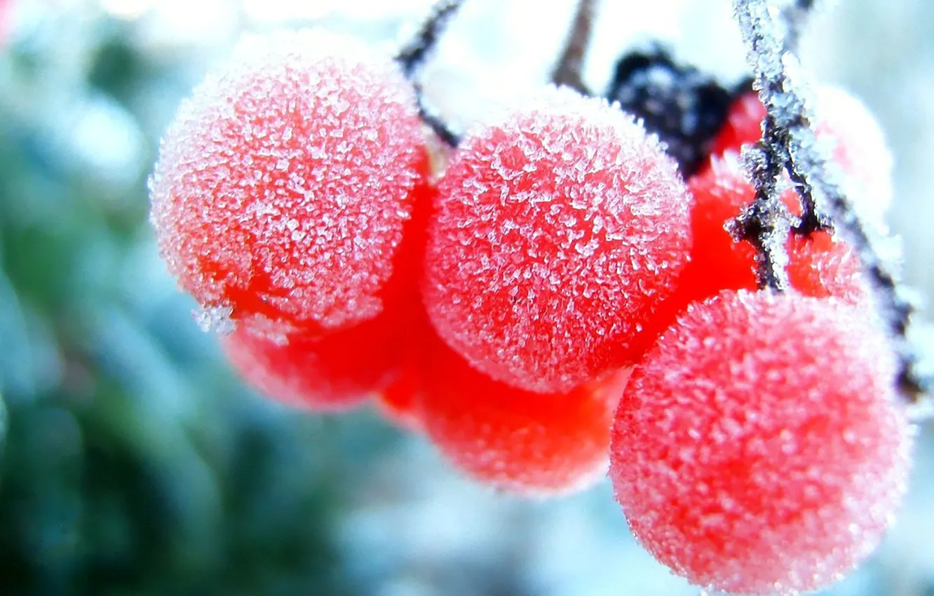 Photo wallpaper macro, berries, frozen