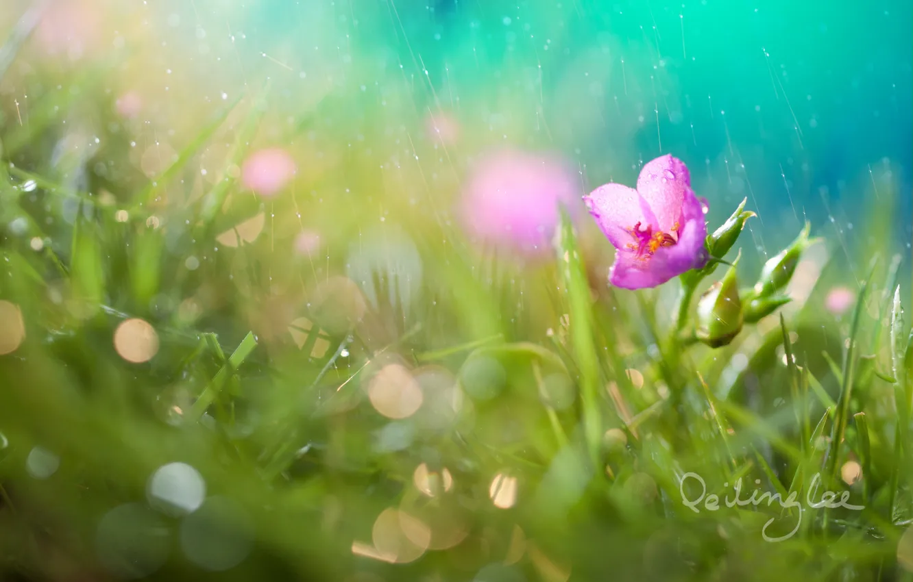 Photo wallpaper flower, grass, drops, rain, bokeh