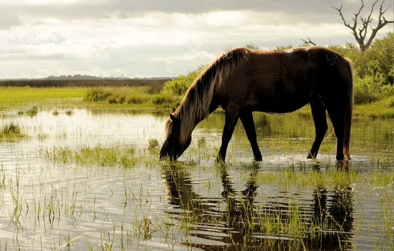 Photo wallpaper grass, water, horse