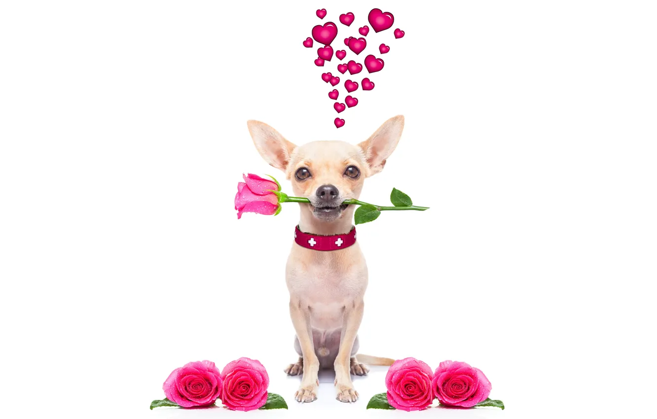 Wallpaper dog, love, rose, heart, dog, romantic, funny, cute images for  desktop, section собаки - download