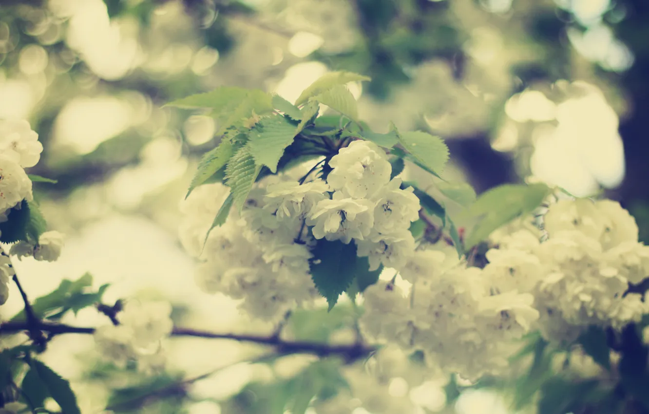 Photo wallpaper leaves, flowers, branch, tenderness, beauty, spring, blur, white, flowering, bokeh