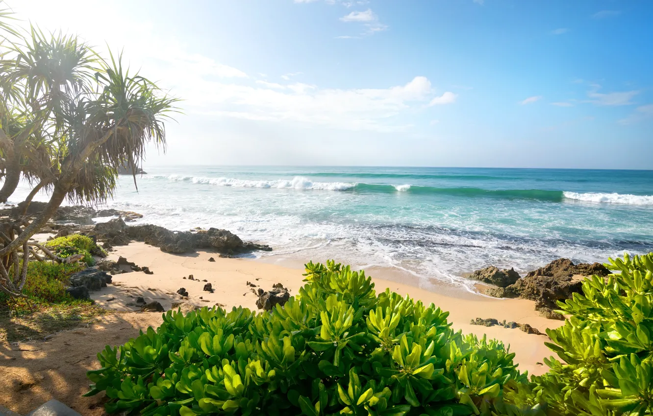 Photo wallpaper sand, sea, beach, palm trees, shore, summer, beach, sea, sand, shore, paradise, palms, tropical
