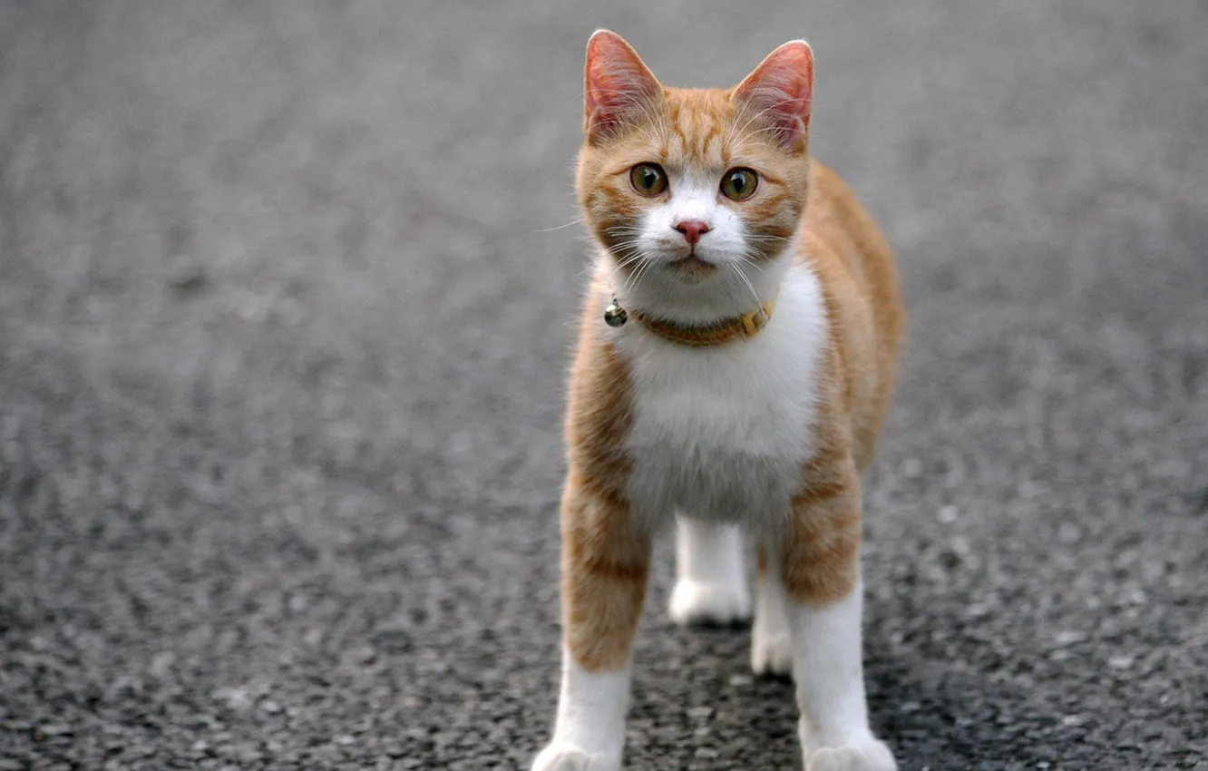 Photo wallpaper cat, asphalt, collar