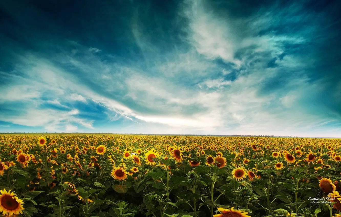Photo wallpaper field, the sky, clouds, Sunflowers