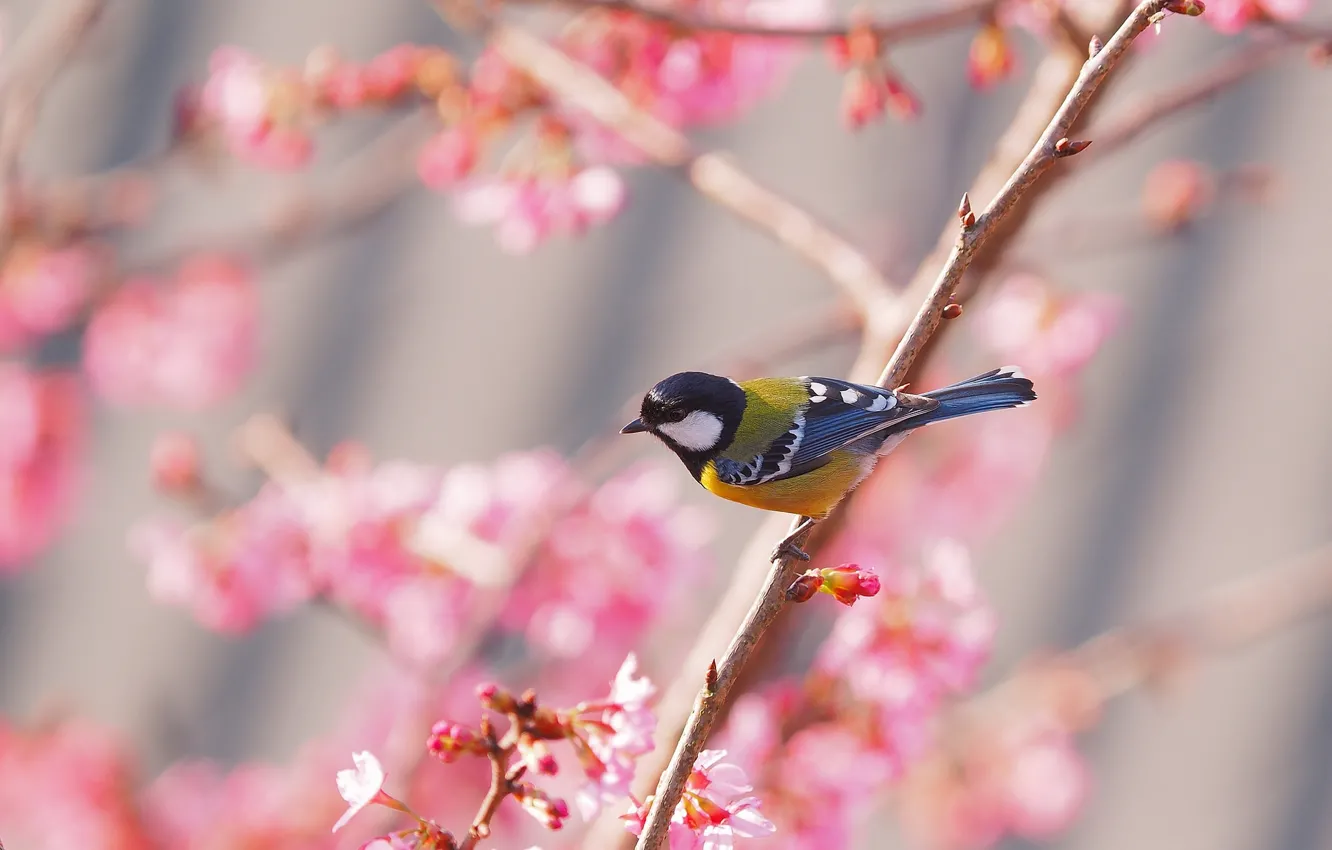 Photo wallpaper bird, spring, Sakura, tit