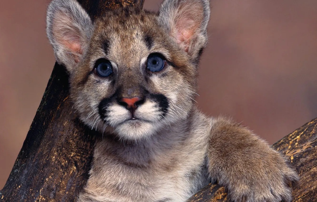 Photo wallpaper blue eyes, Puma, Cougar