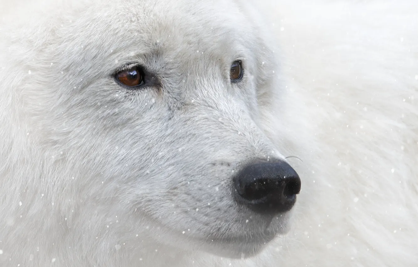 Wallpaper look, snow, animal, brown eyes, white wolf images for desktop,  section животные - download