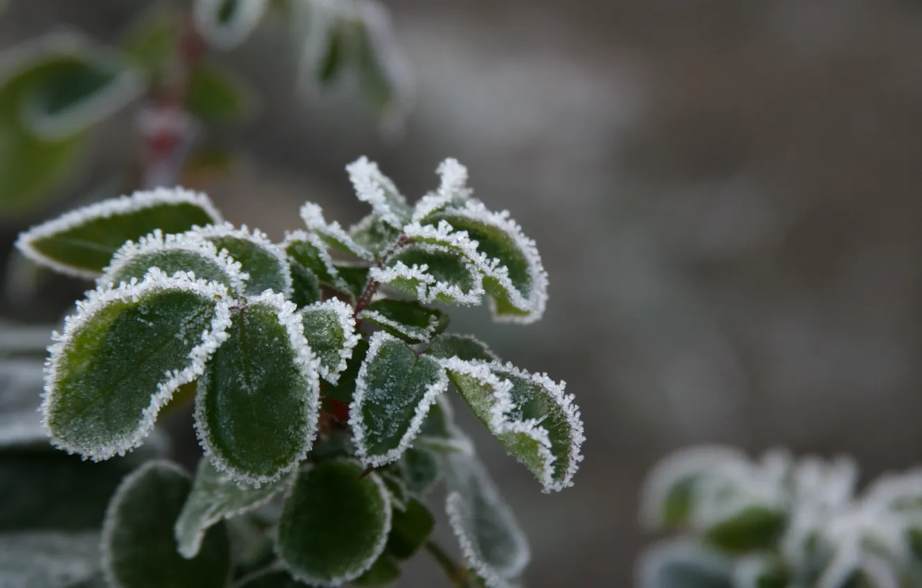 Photo wallpaper cold, winter, frost, macro, snow, nature, background, Wallpaper, plant, frost, leaves