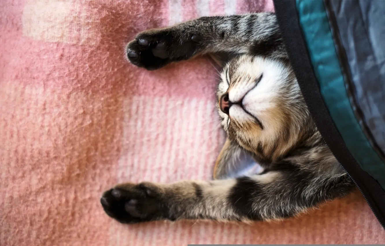 Photo wallpaper cat, cat, sleep, paws, blanket, sleeping