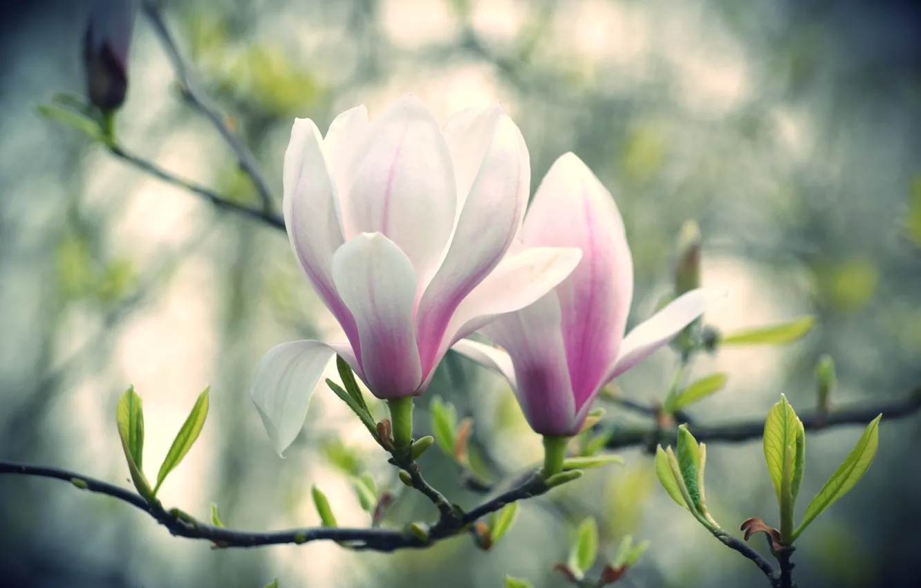 Wallpaper Flowers Branch Magnolia Pink And White Images For Desktop Section Cvety Download