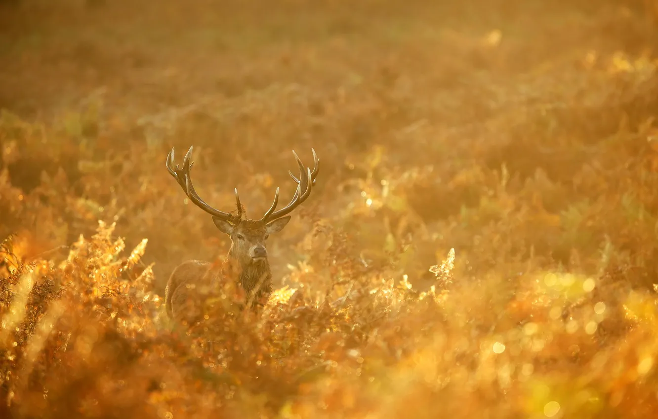 Wallpaper autumn, forest, nature, gold, deer, morning, red, forest, nature,  animal, deer, wild, Emi, stag images for desktop, section животные -  download