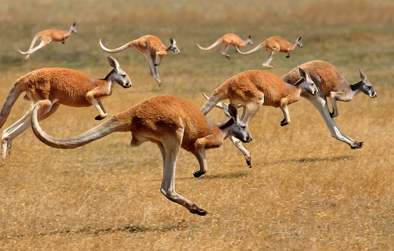 Photo wallpaper Australia, kangaroo, the herd, mammal