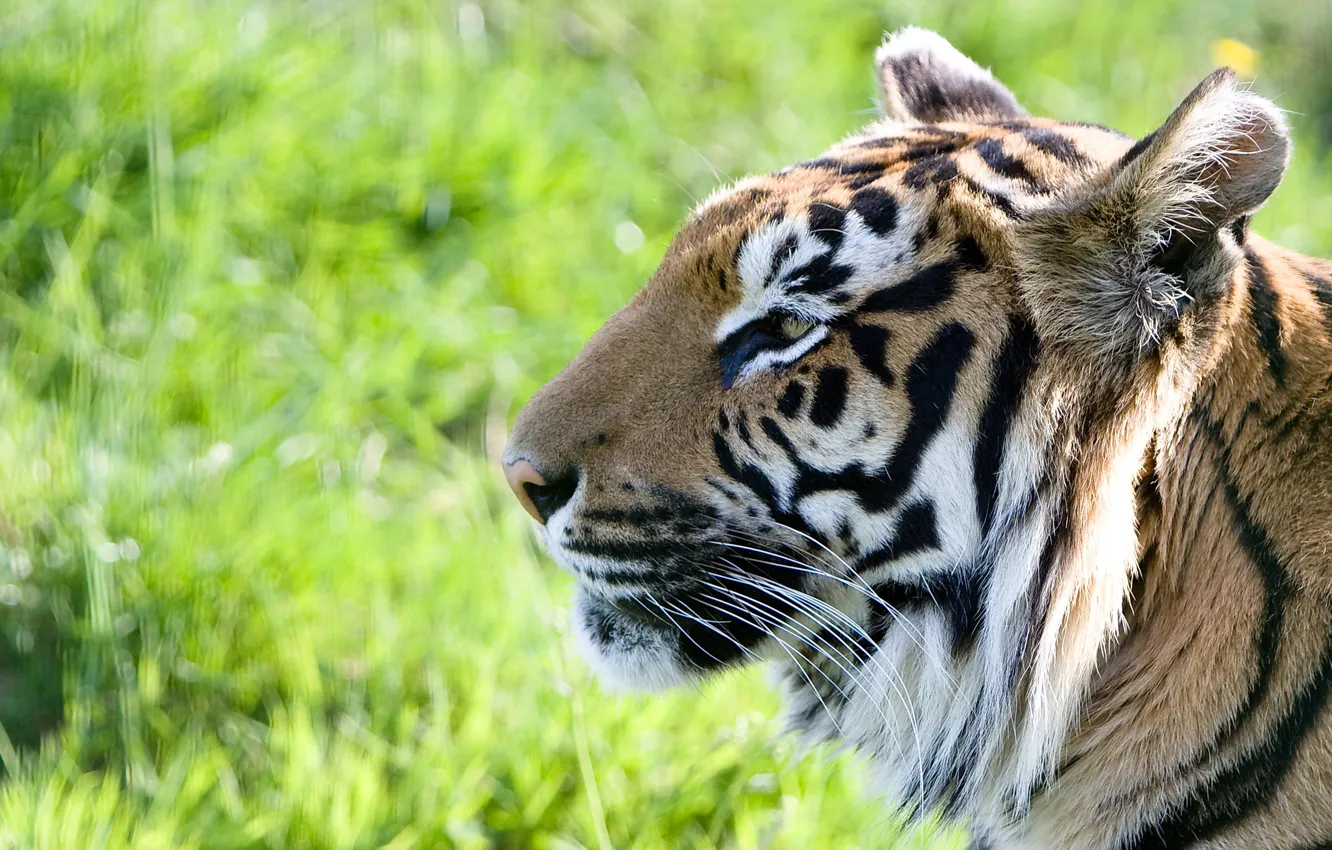 Photo wallpaper face, tiger, profile