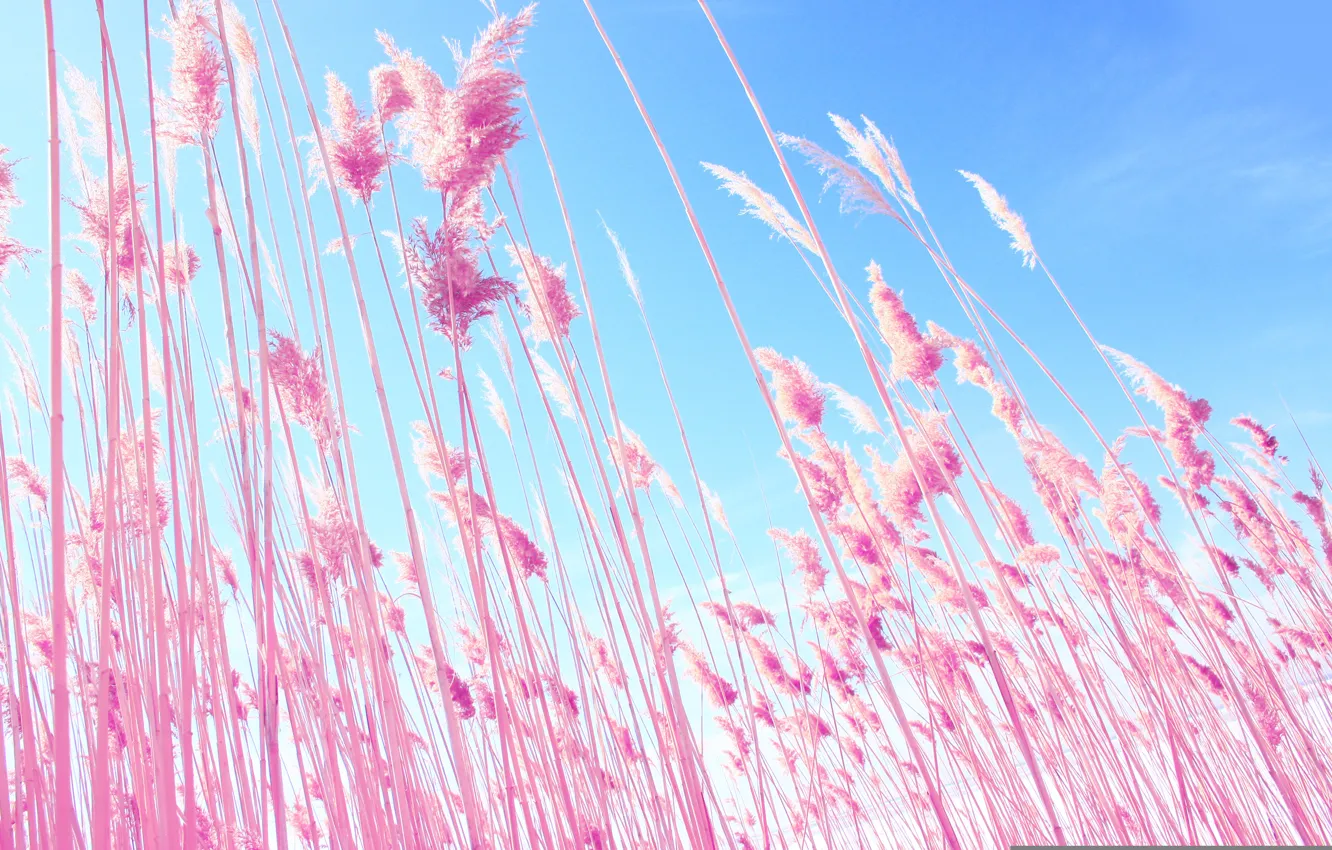Photo wallpaper the sky, nature, blue, plant, spikelets, ears, pink, sky, blue, pink