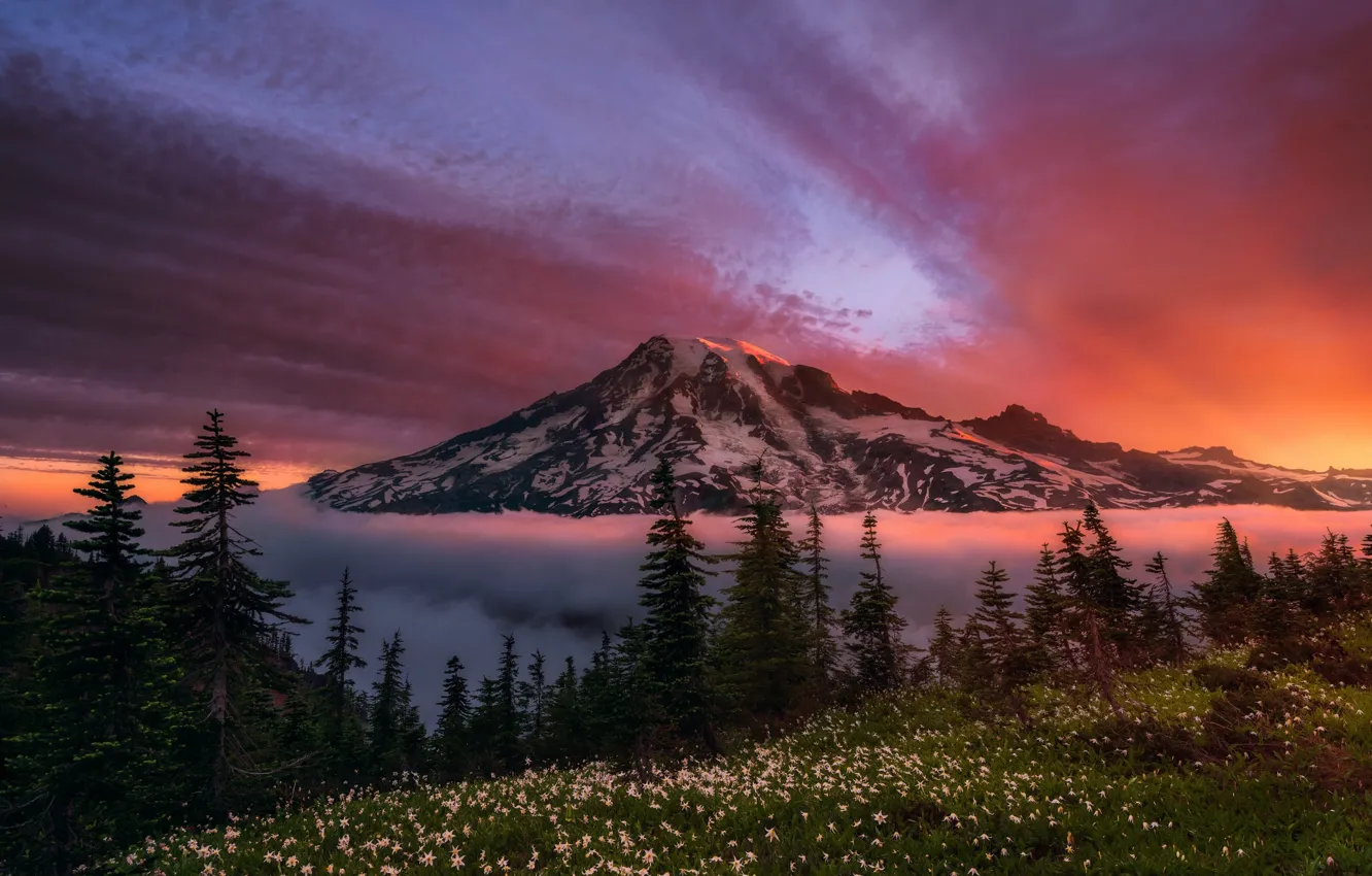 Photo wallpaper forest, the sky, flowers, mountain, morning, Washington, USA, state, Rainier, stratovolcano