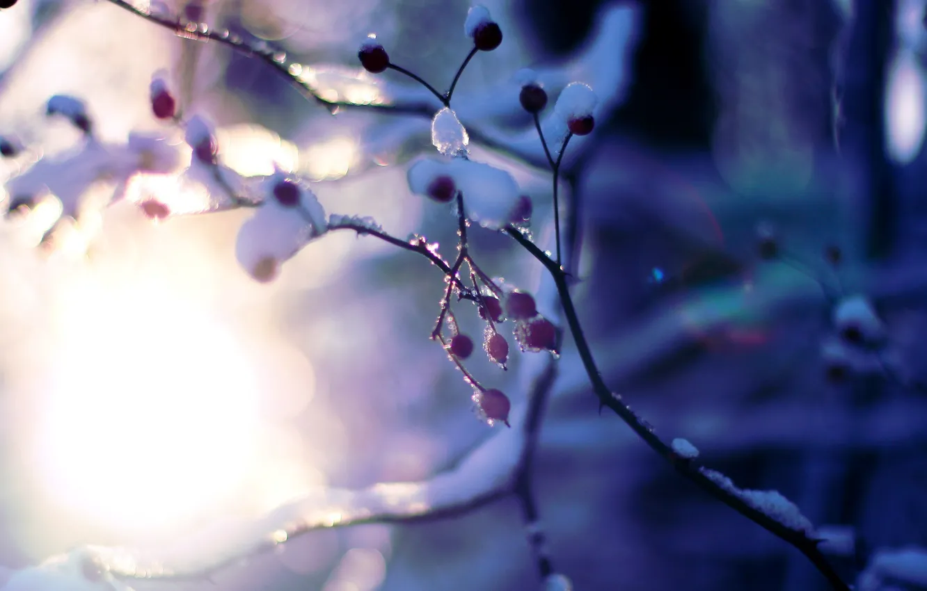 Photo wallpaper winter, the sun, macro, snow, trees, branches, background, tree, pink, Wallpaper, plant, blur, wallpaper, widescreen, …