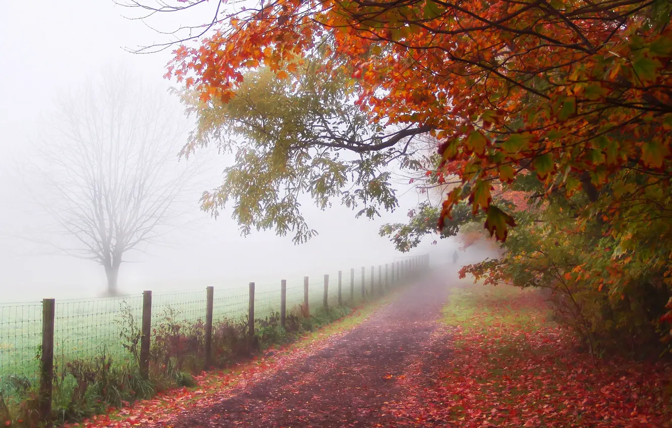 Photo wallpaper leaves, trees, fog, Park, the fence, people, Autumn, track, path