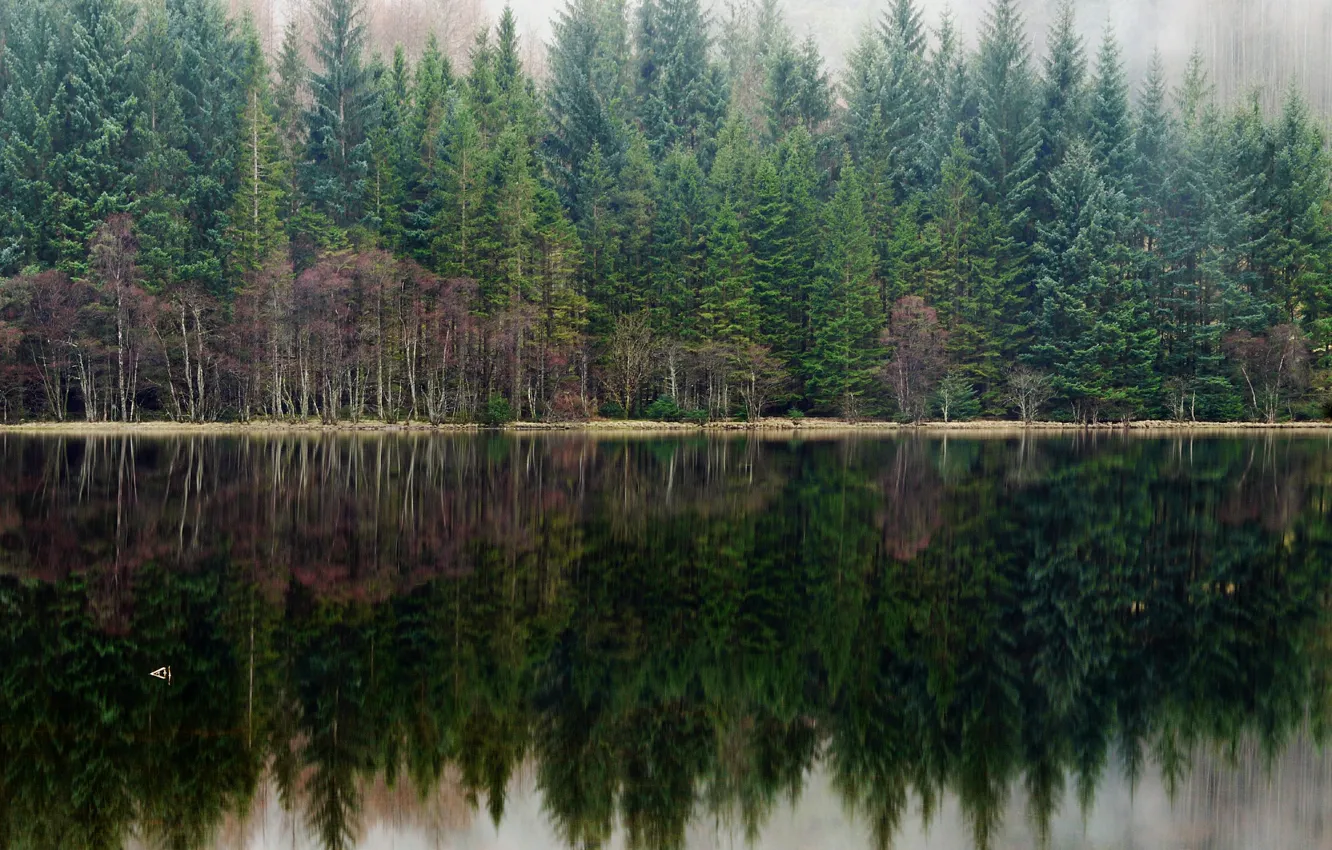 Photo wallpaper forest, fog, lake, reflection, pine
