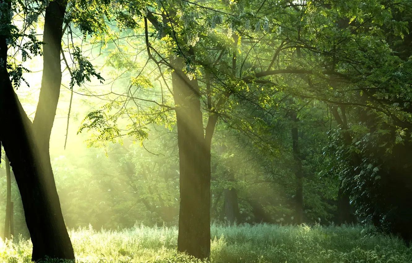 Wallpaper forest, the sun, rays, trees, nature, sunshine, forest, Green  trees images for desktop, section природа - download