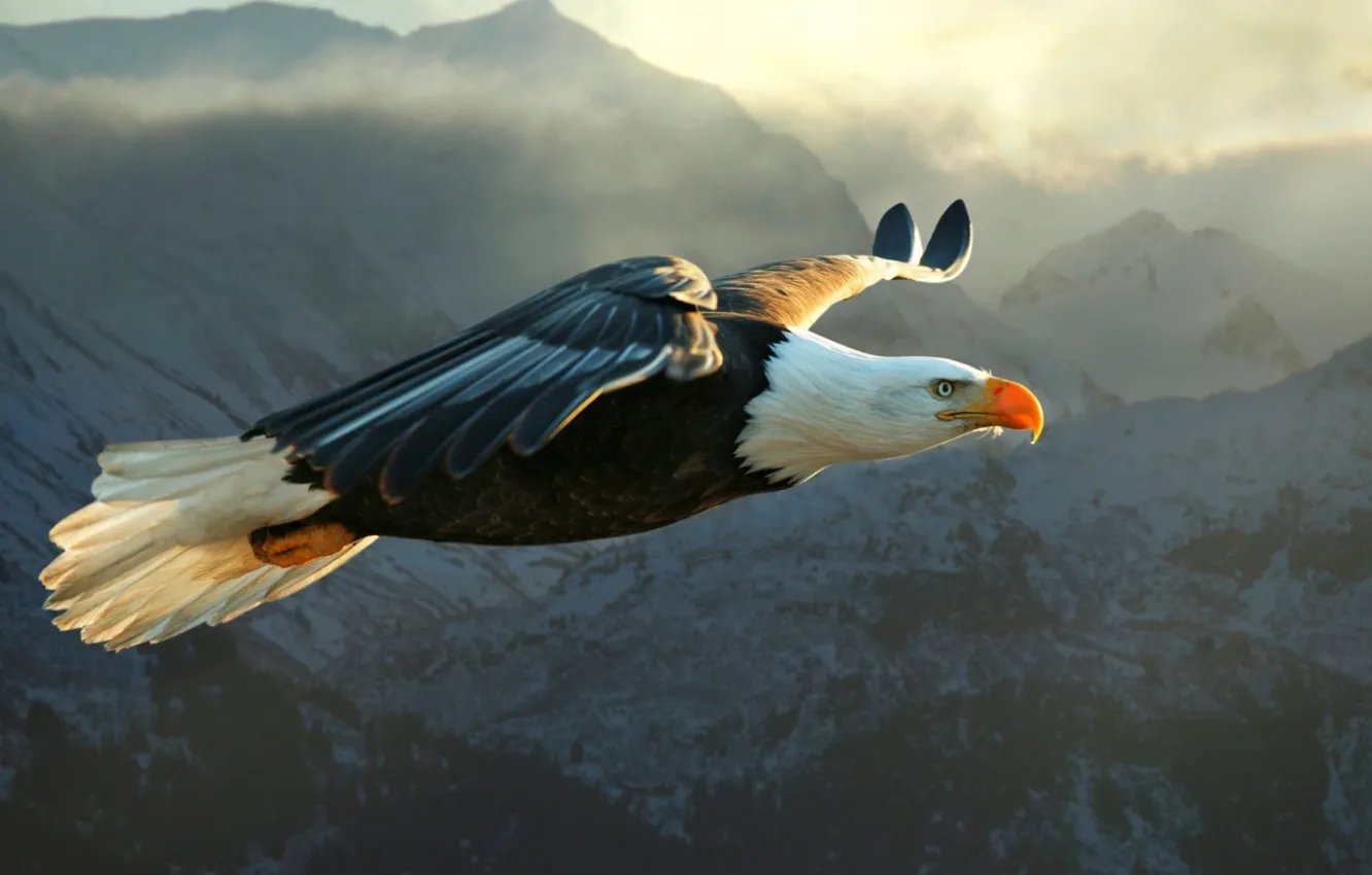 Wallpaper Eagle, flying, bird, mountain, animal images for desktop, section  животные - download