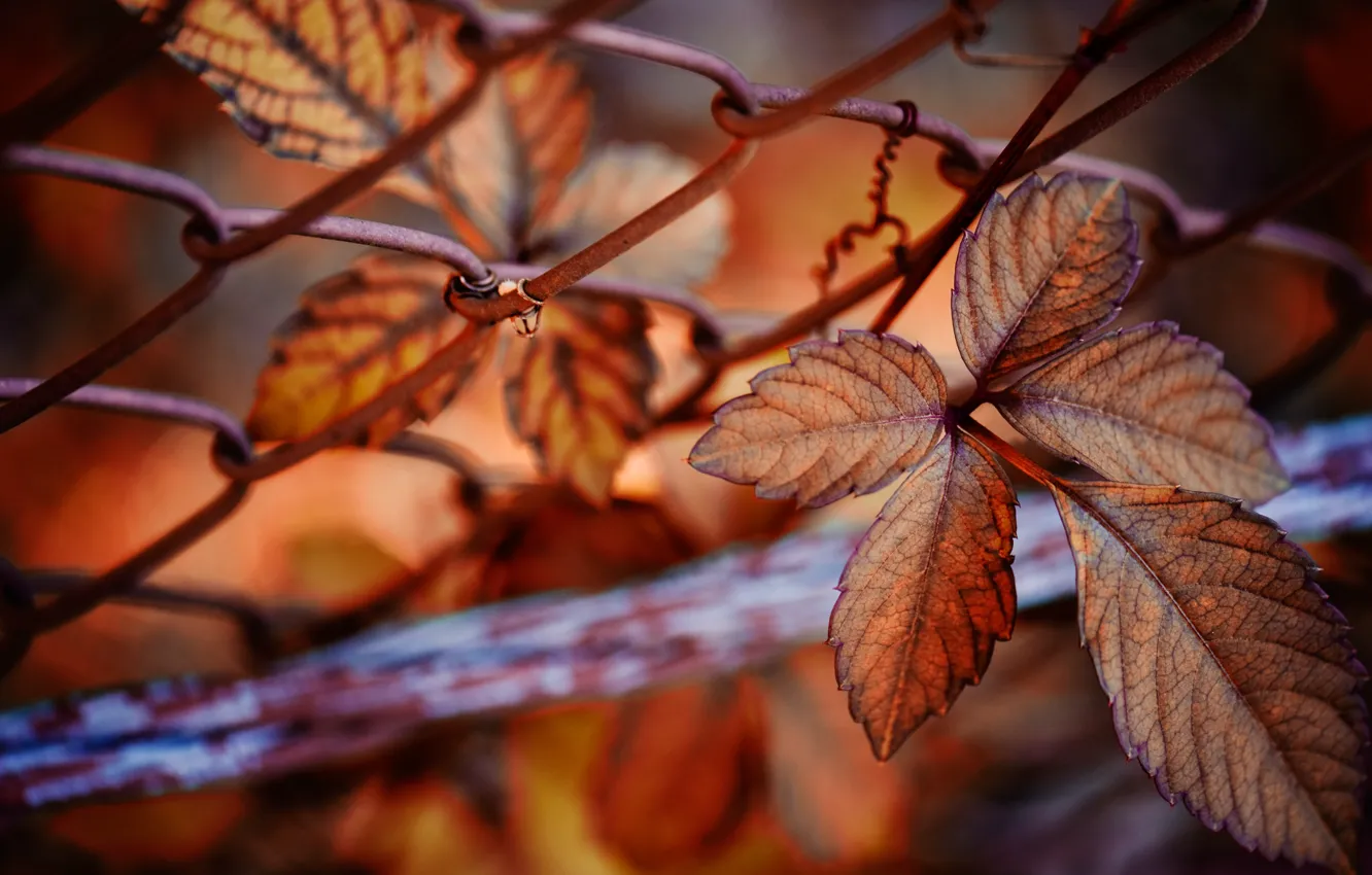 Photo wallpaper autumn, leaves, nature, mesh