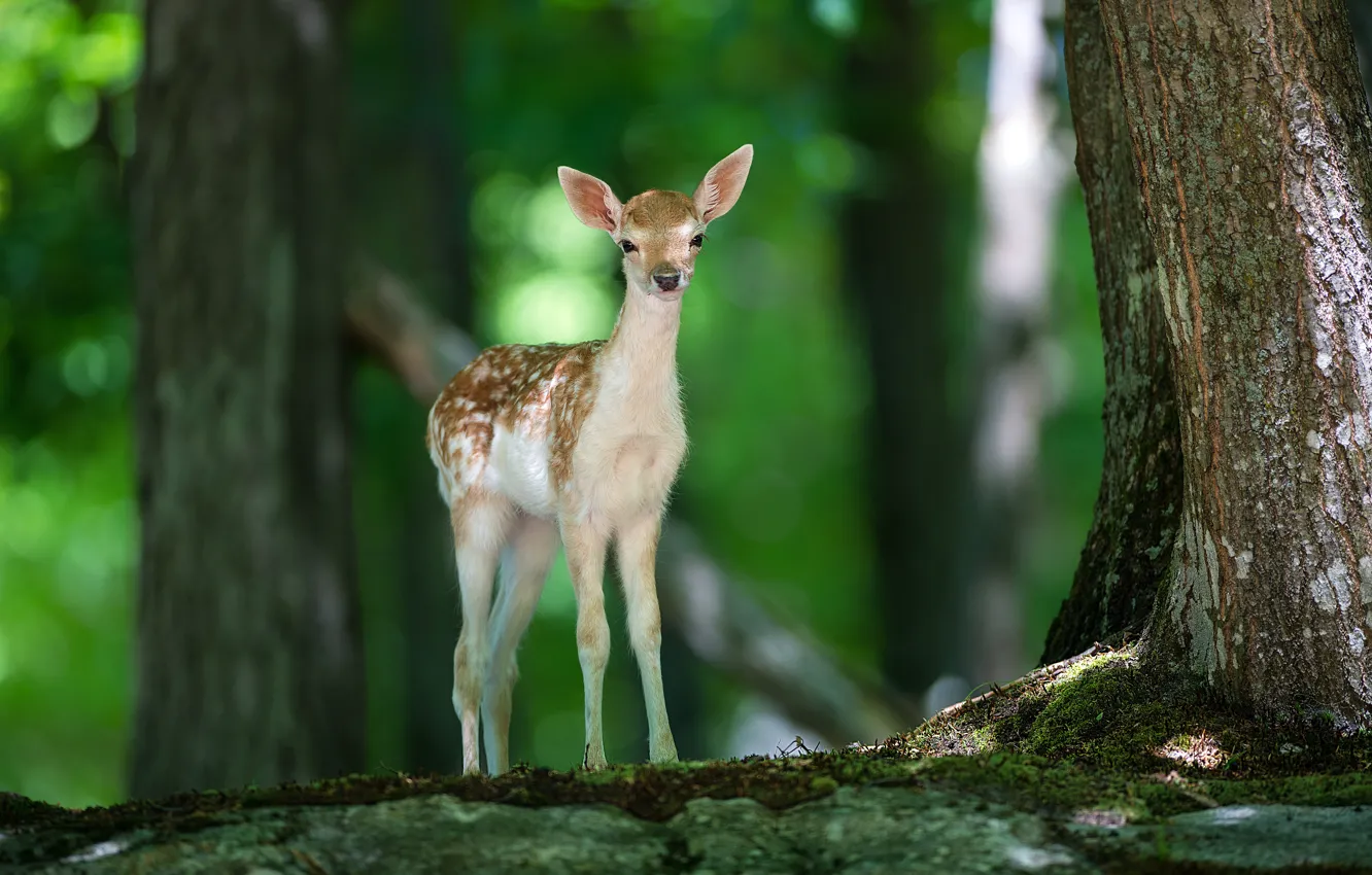 Wallpaper forest, nature, animal, deer, Bambi, fawn images for desktop,  section животные - download