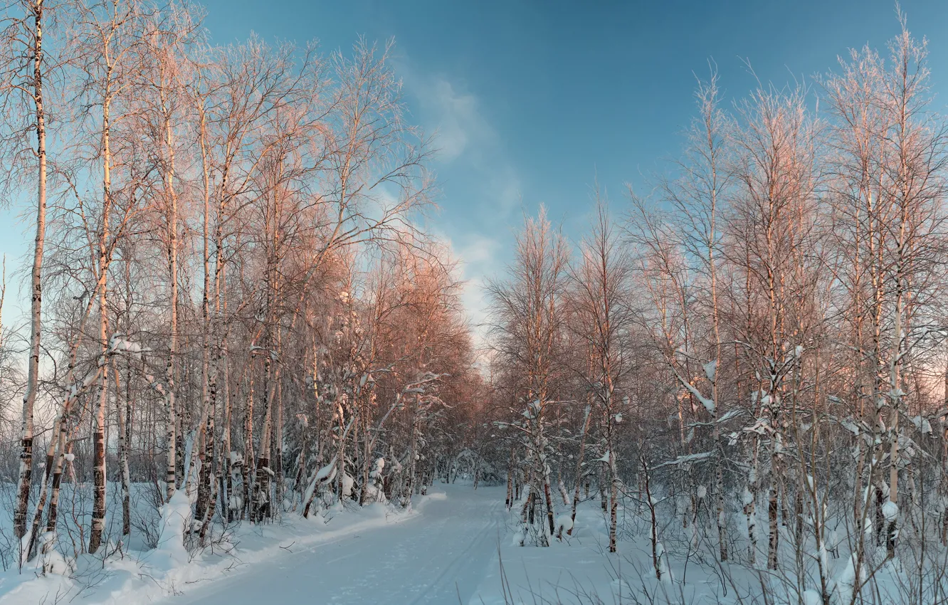Photo wallpaper winter, snow, birch