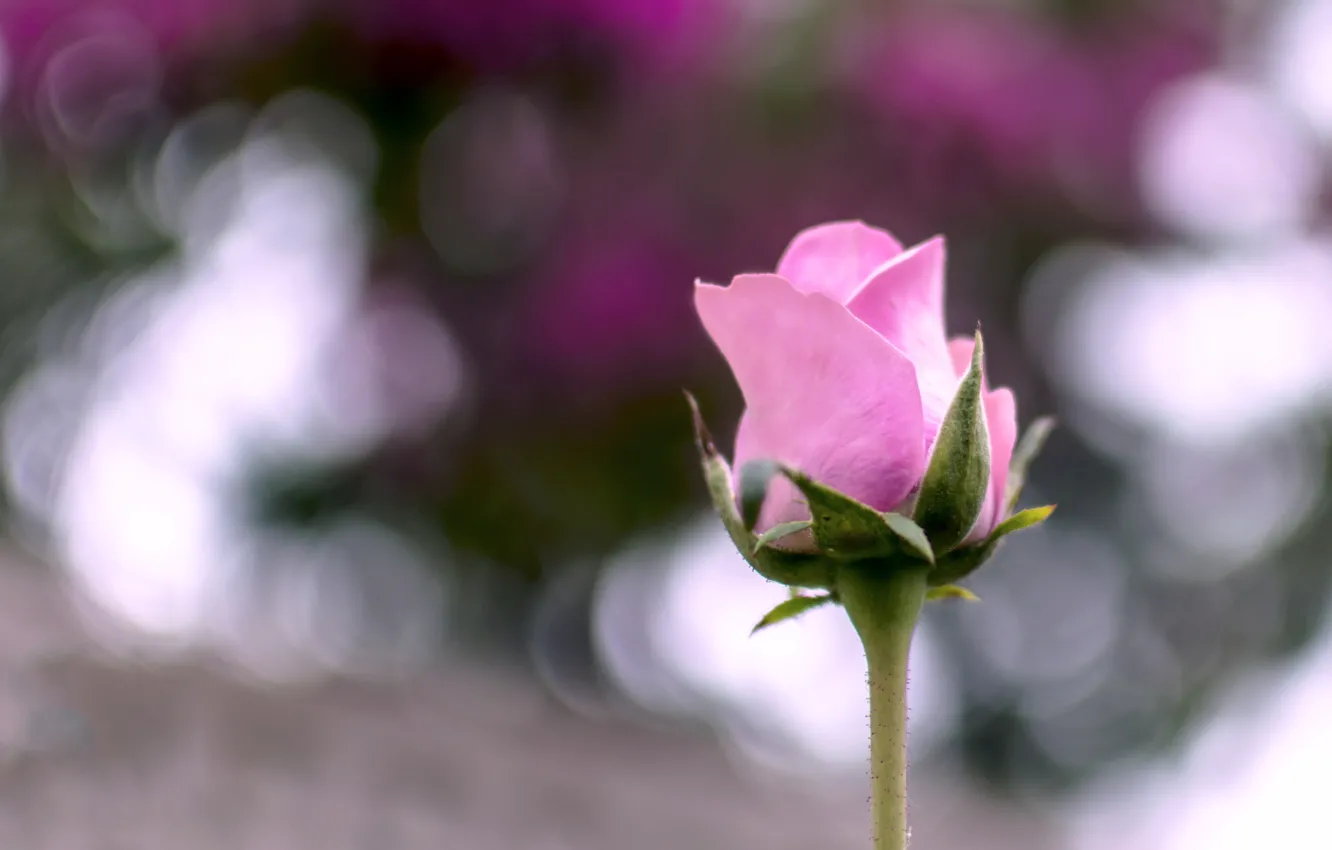 Photo wallpaper flower, summer, macro, pink, rose