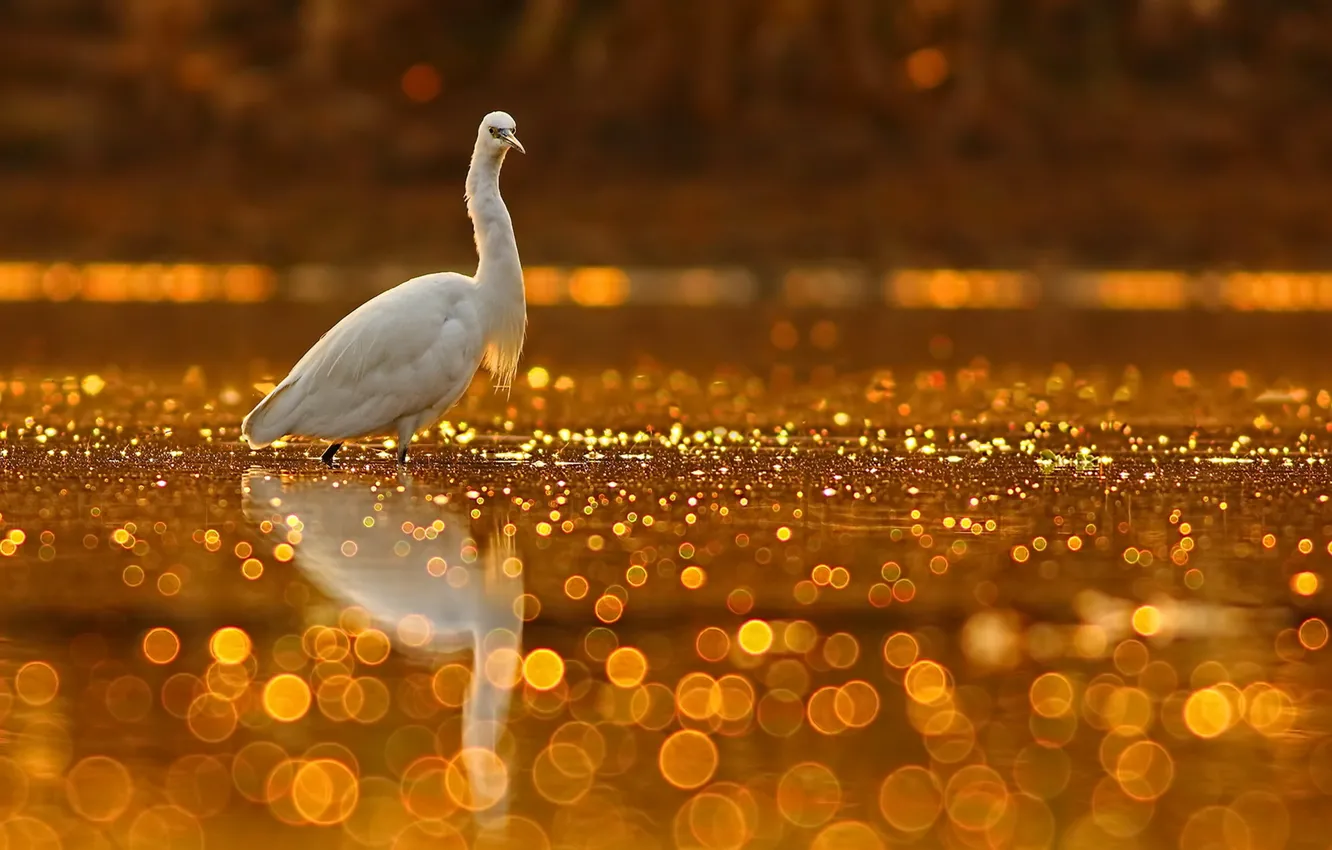Wallpaper nature, bird, Golden Glitter images for desktop, section животные  - download