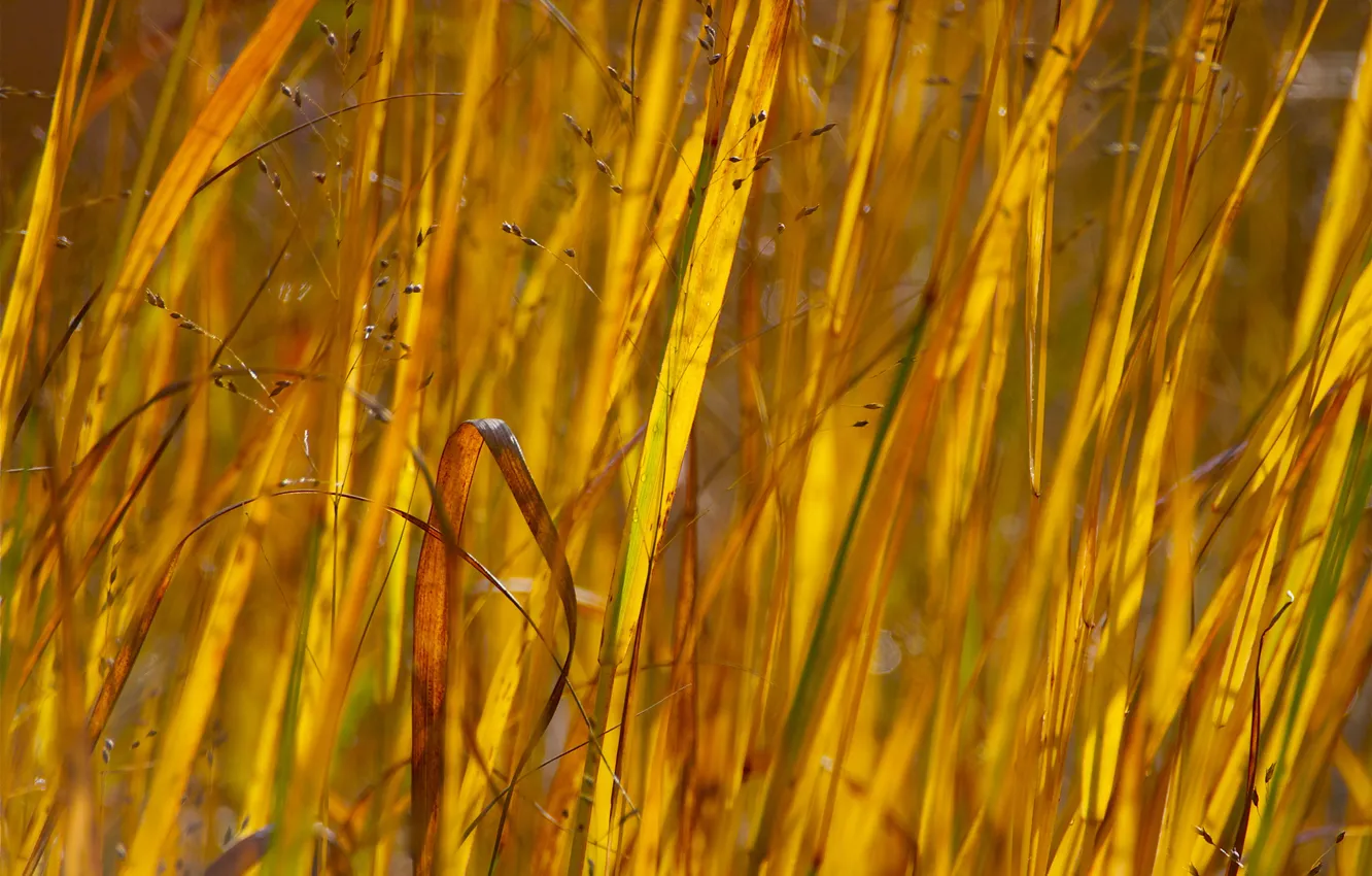 Photo wallpaper autumn, grass, macro, plants, meadow
