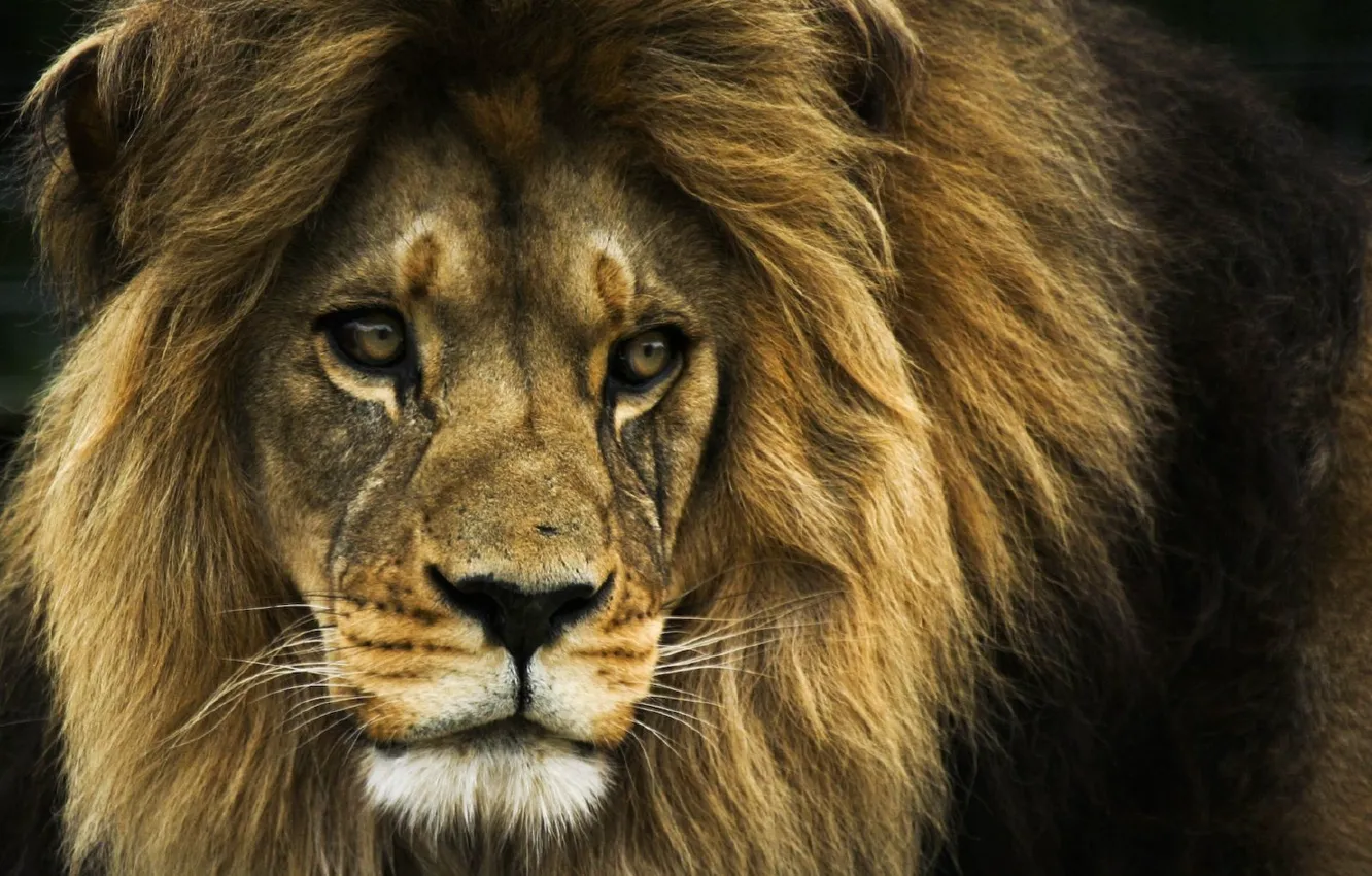 Wallpaper Leo, the king of beasts, Lion images for desktop, section кошки -  download
