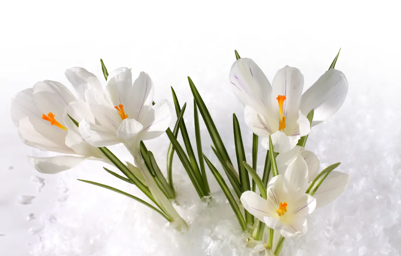 Wallpaper snow, crocuses, white images for desktop, section цветы ...