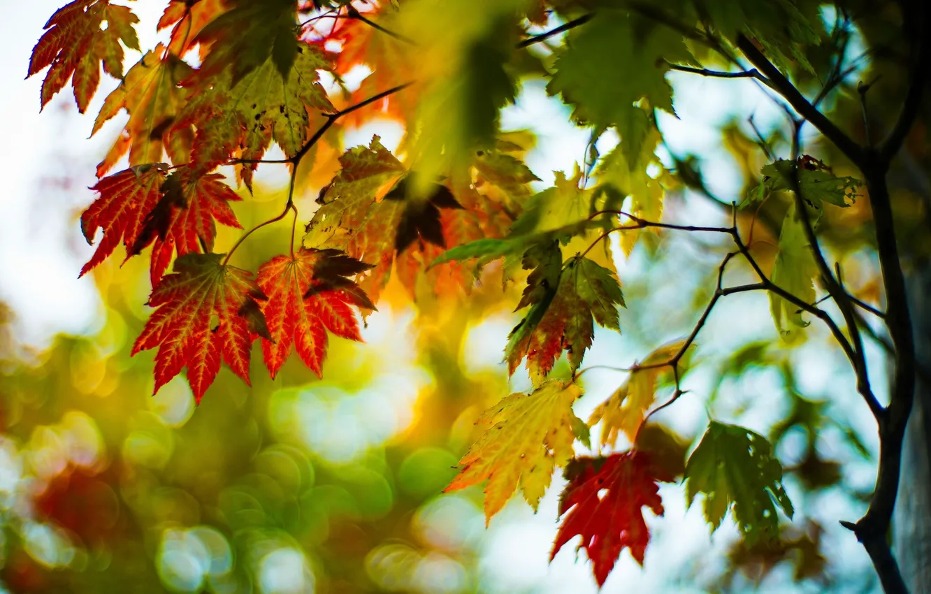 Wallpaper autumn, leaves, macro, trees, branches, red, green, background,  tree, widescreen, Wallpaper, blur, wallpaper, leaves, widescreen, background  images for desktop, section макро - download