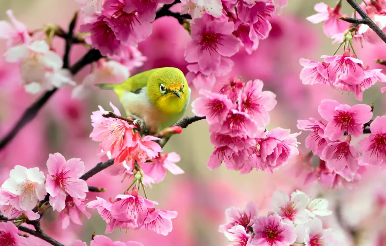Wallpaper flowers, branches, cherry, tree, bird, Sakura, pink, yellow,  Japanese white-eye images for desktop, section животные - download