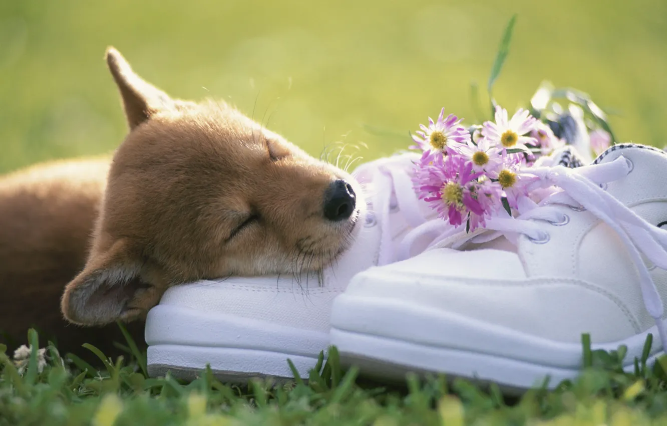 Photo wallpaper grass, face, flowers, shoes, puppy, a bunch